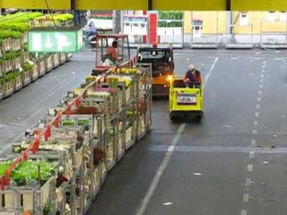 Aalsmeer : vie du marché aux fleurs 8