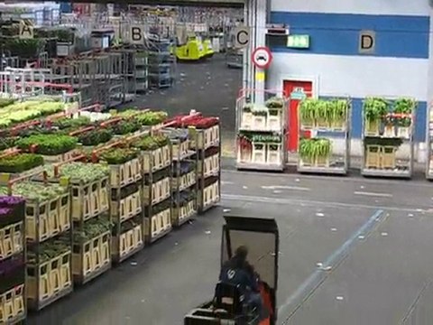 Aalsmeer : vie du marché aux fleurs 16