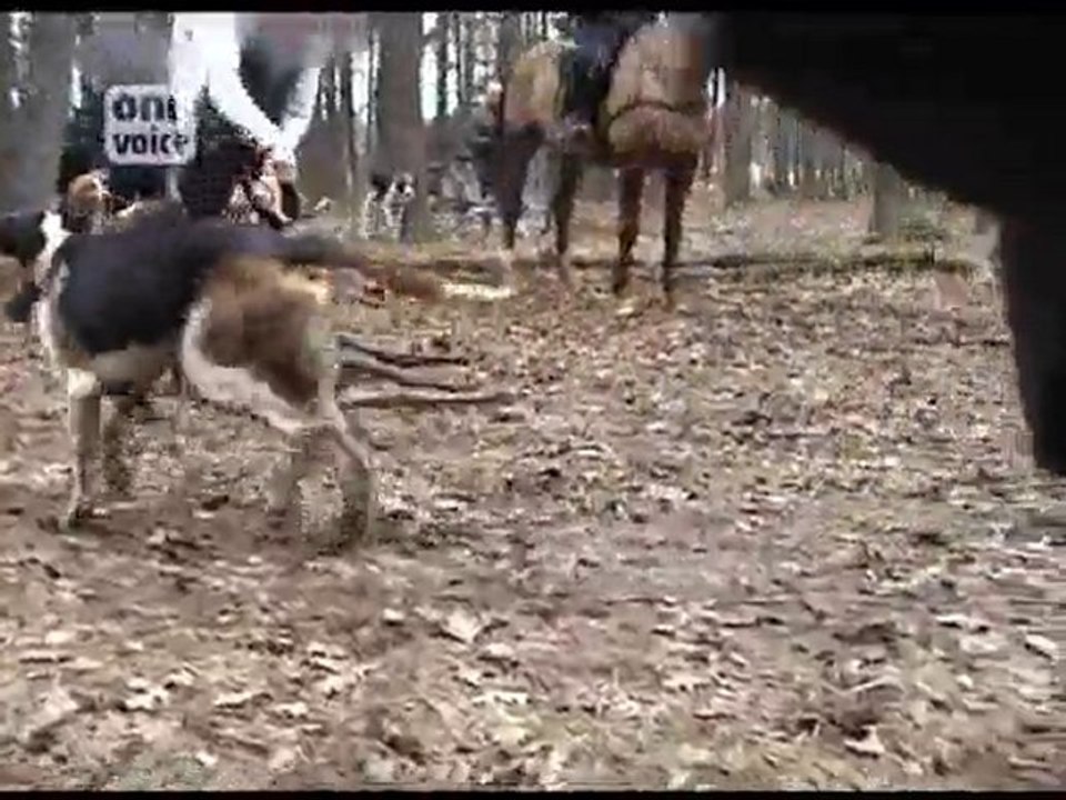 La dernière course d'un cerf