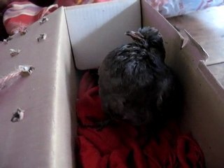 Roissy le Pigeon