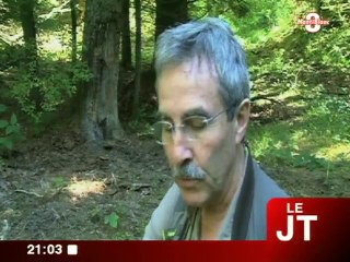 A la cueillette des champignons (Annecy)