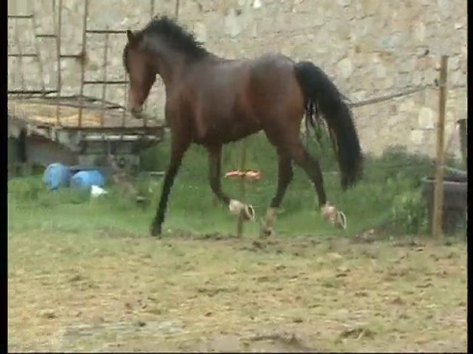 poney dressage