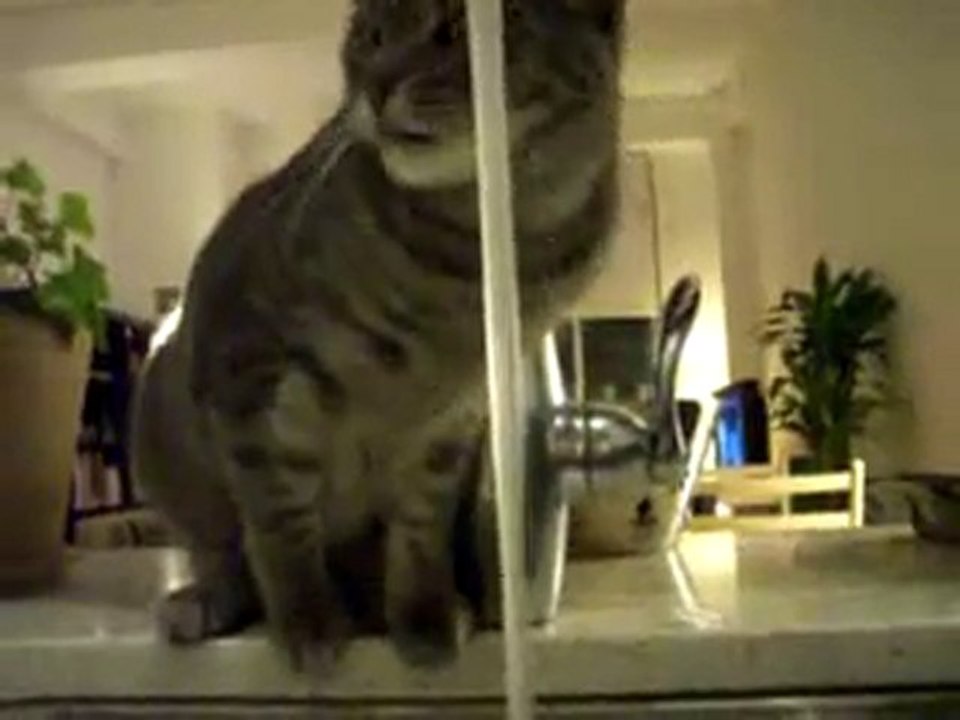 Chat la tete sous le robinet - c'est bon ça...