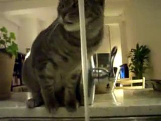 Chat la tete sous le robinet - c'est bon ça...