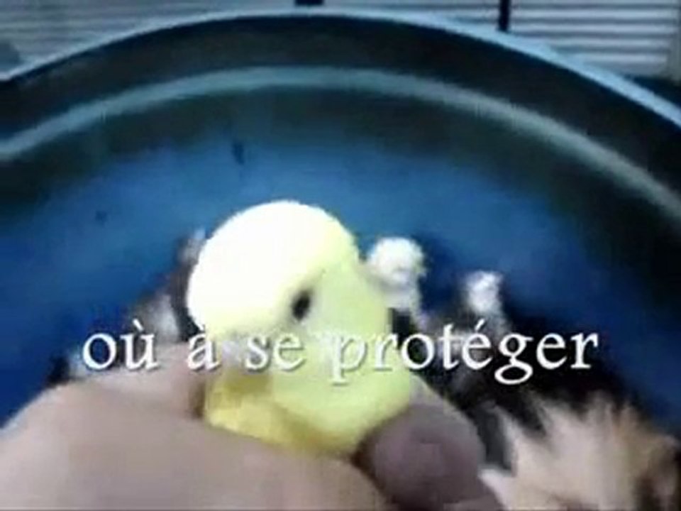 L'empathie chez les animaux