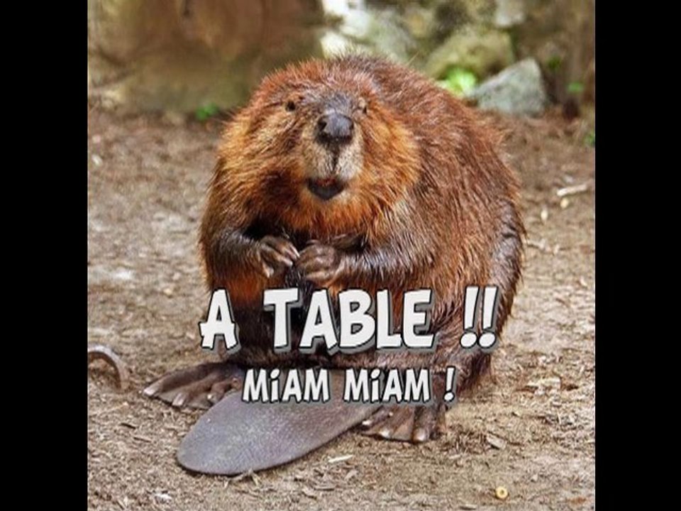 Manger du Castor