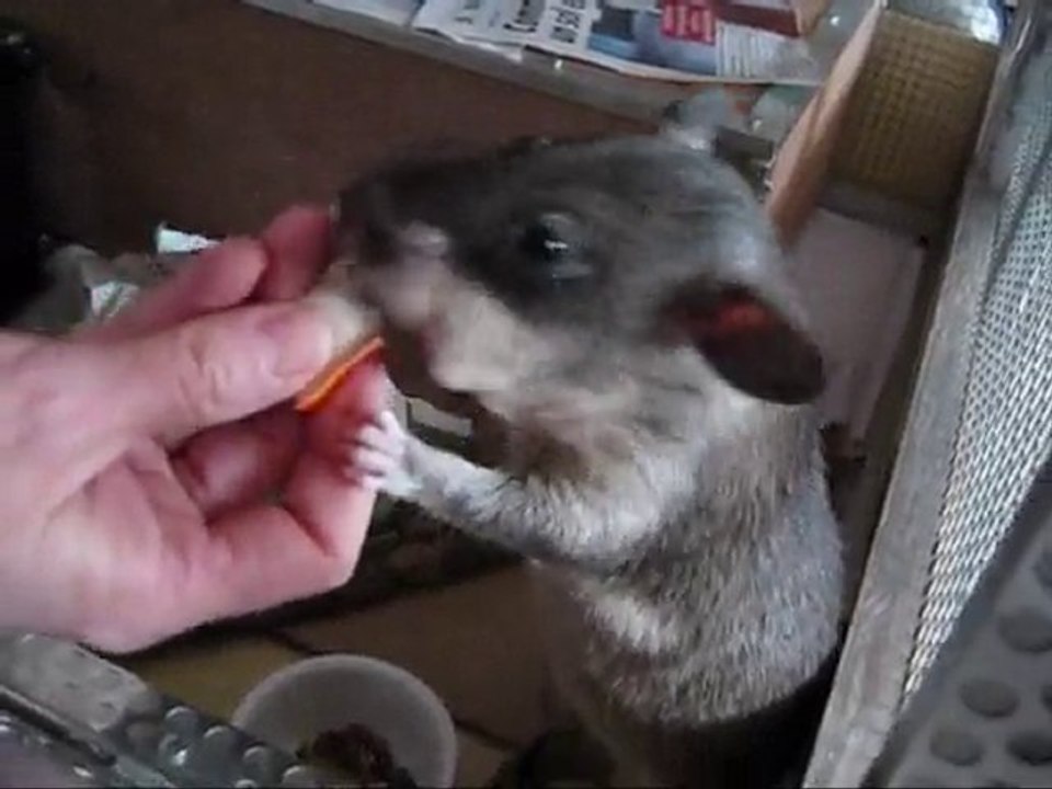 dobby et le surimi