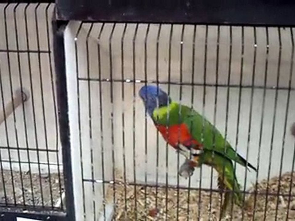 Peuches