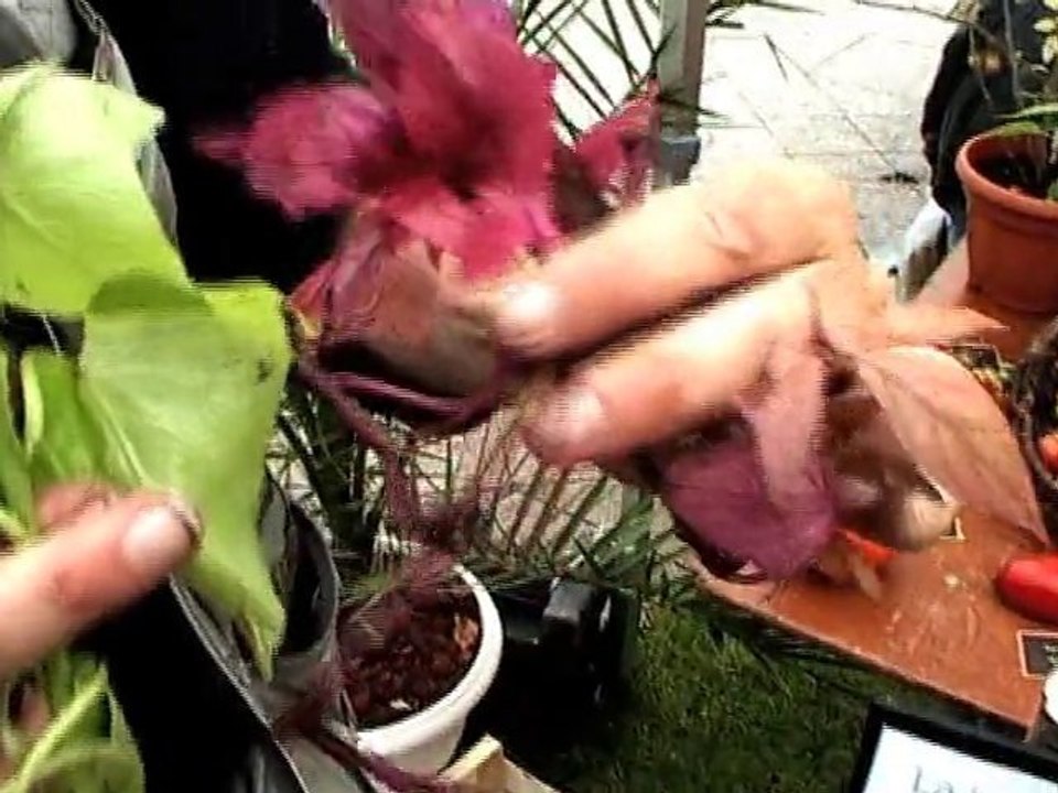 La patate douce se cultive à Vincennes