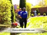 Diamond Lawns Small Tree Removal