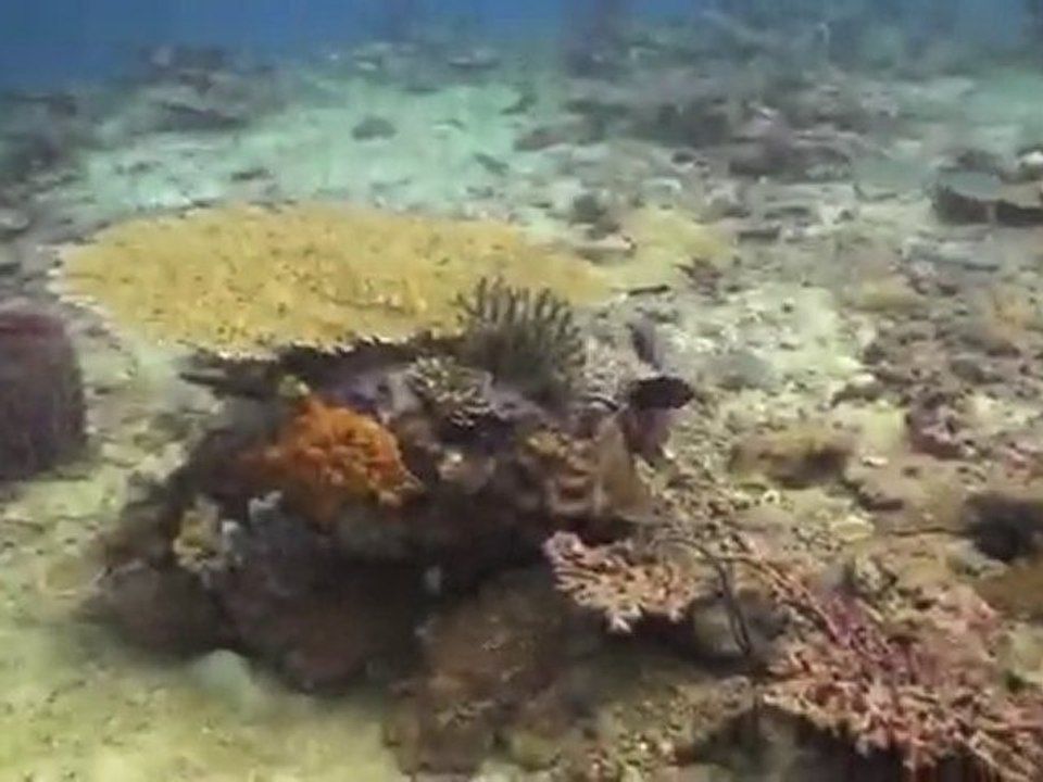 Scuba diving in Kota Kinabalu, Sabah, Malaysia with Borneo