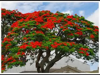 Alain Ramanisum - Li Tourne