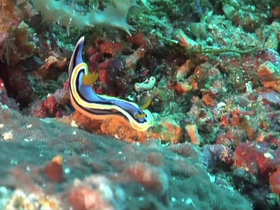 Global marine life census charts vast world ben...