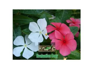 CONCERTO POUR UNE VOIX