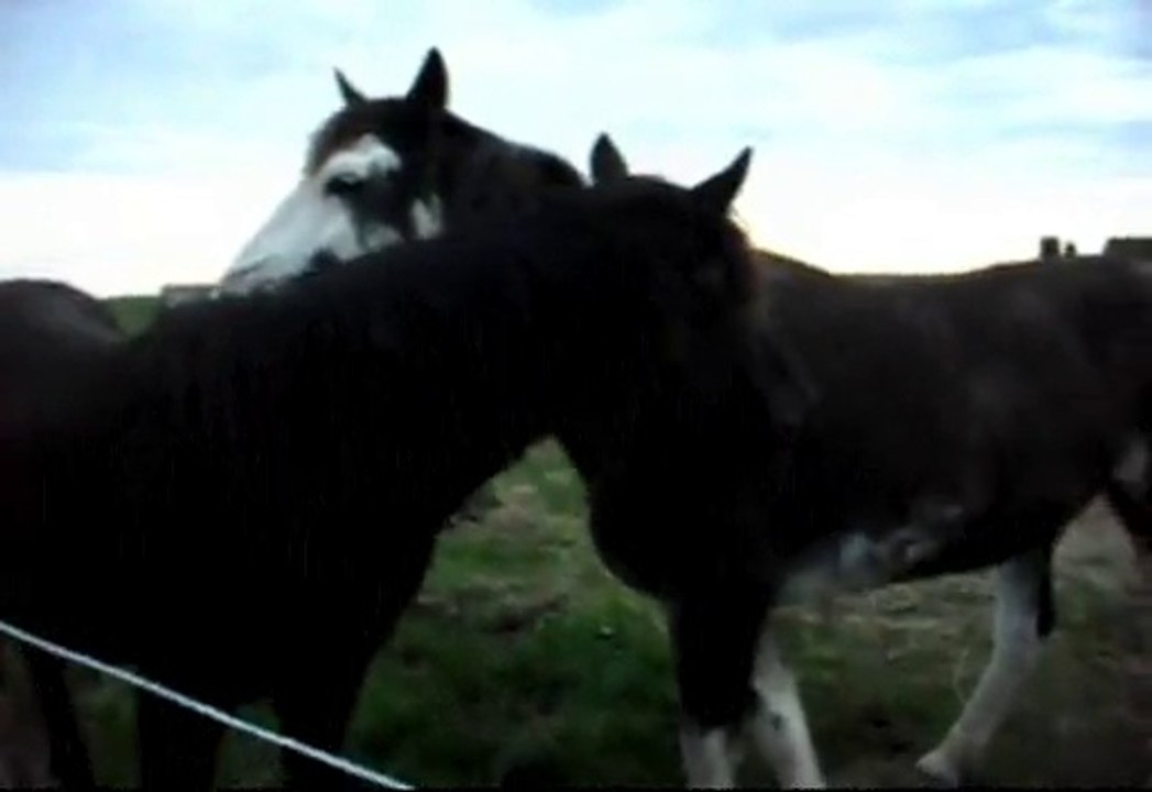 Ambiance du soir, le naturel des poneys de Sophie 77