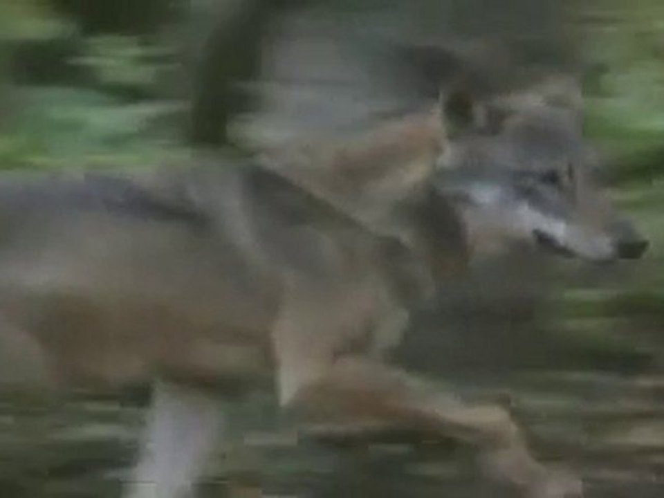 Henriette Martinez le loup Partie 1