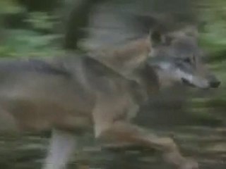 Henriette Martinez le loup Partie 1