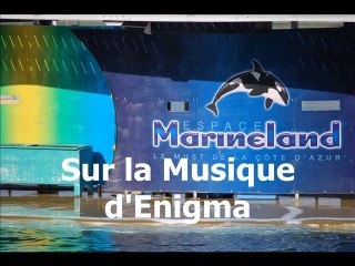 REPORTAGE PHOTOS SPECTACLE MARINELAND ANTIBES