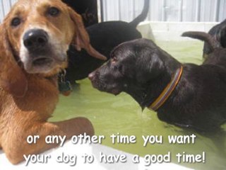 Lucky Pawz - Davenport, IA