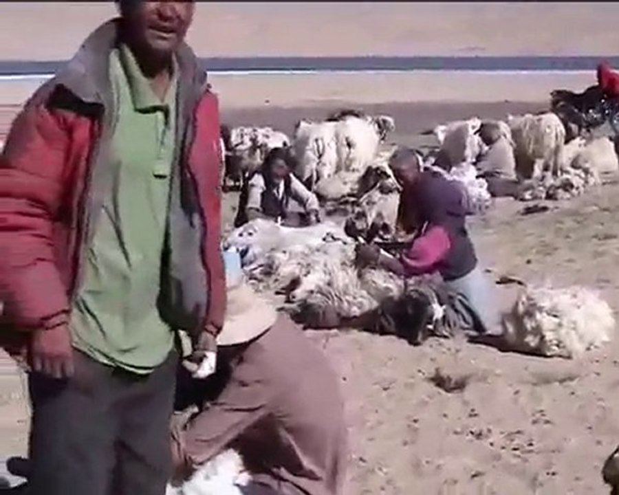 Tonte des chévres près du Tso Moriri