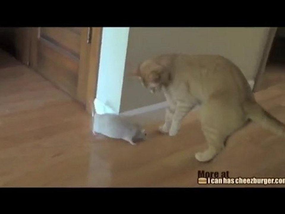 Un ratto dà fastidio ad un gatto