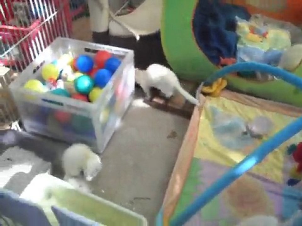 association les furets 2eme chance 5 octobre 2010