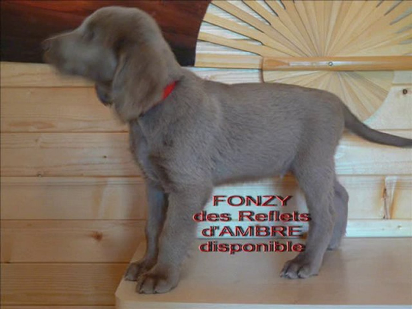 Braque De Weimar Poil Long Des Reflets D Ambre 2 Mois Video Dailymotion