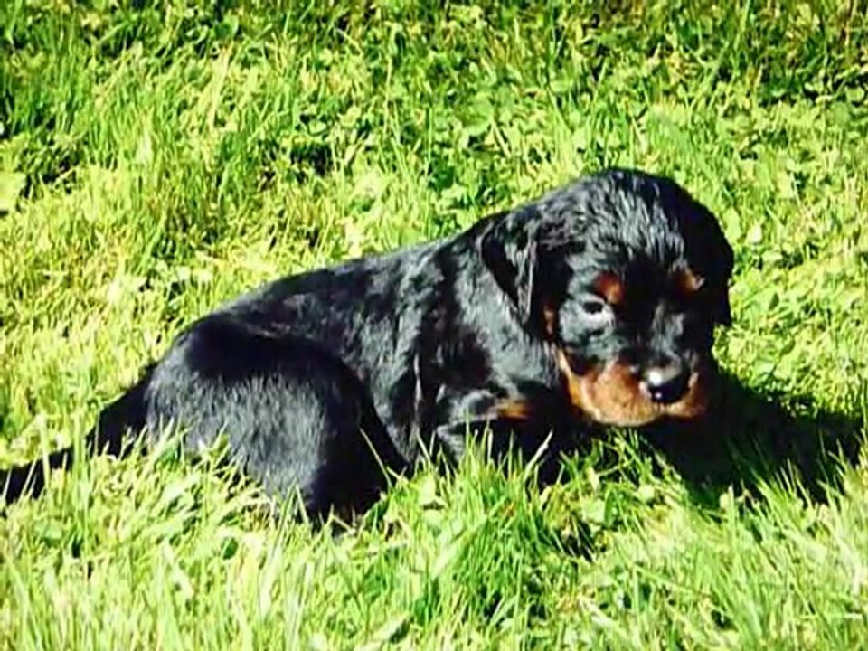 diaporama chiots setter gordon de la fieffe du bois
