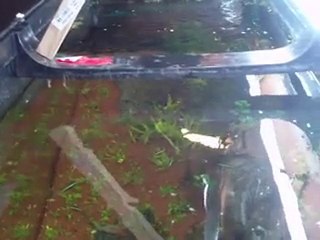 , poissons , reproduction , nourrissage , 5 min dans le bac