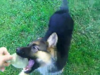 10 weeks old, german shepherd; kasia zur worringer Rheinaue