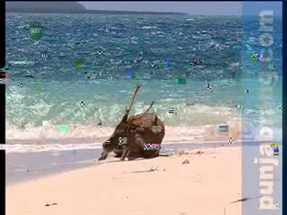 Life In Sea Part 2