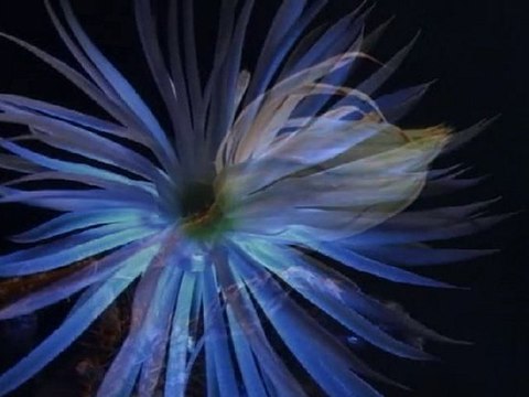 Echinopsis Mirabilis