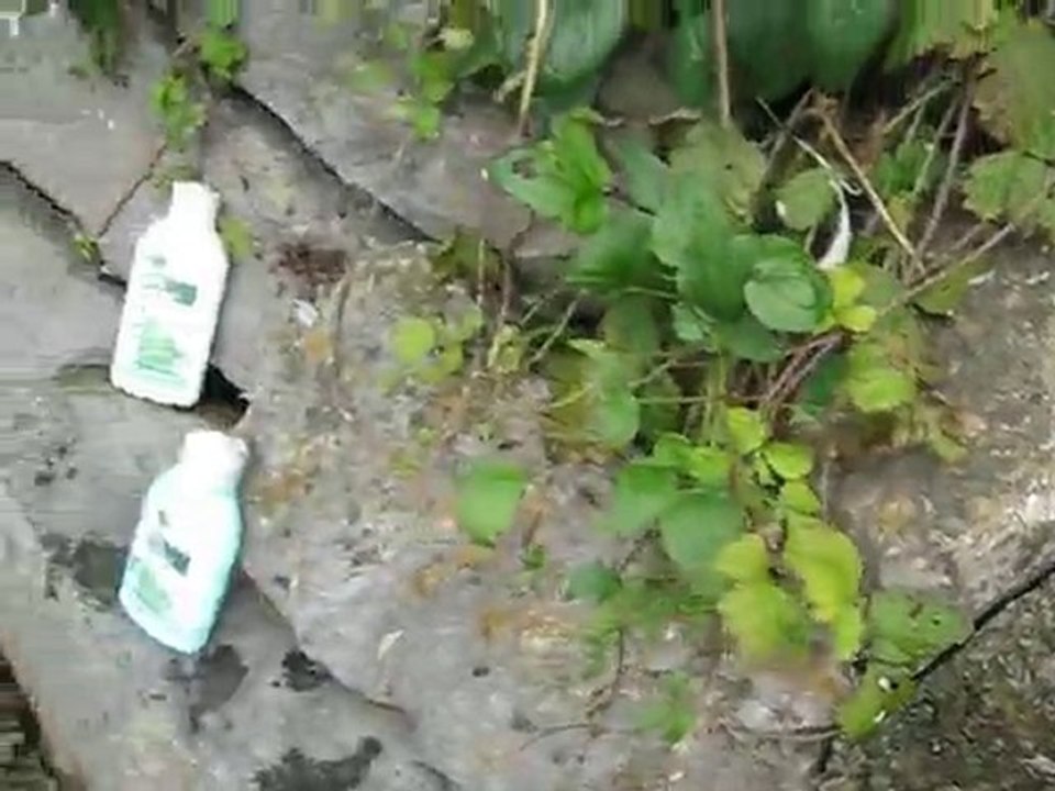 Garnier bio, retour à la nature