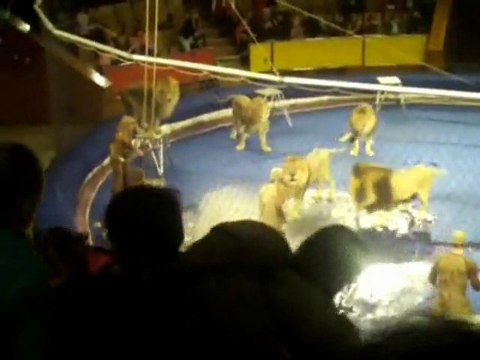 Des lions attaquent leur dompteur dans un cirque