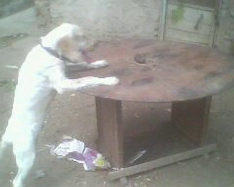 İngiliz Setter Çakır