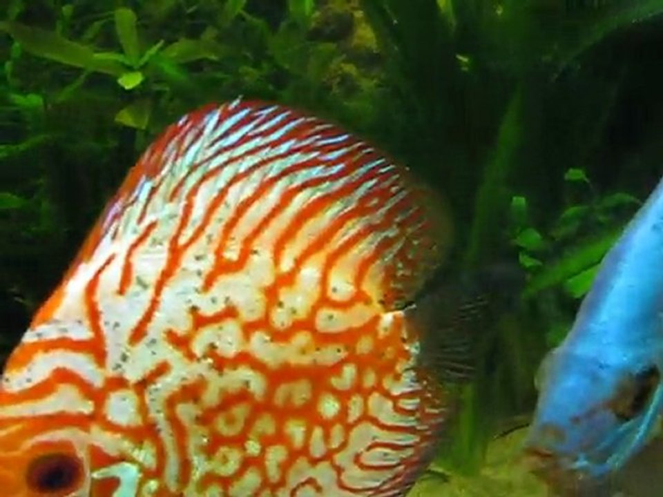 DISCUS FEMELLE PIGEON (atafaya972)