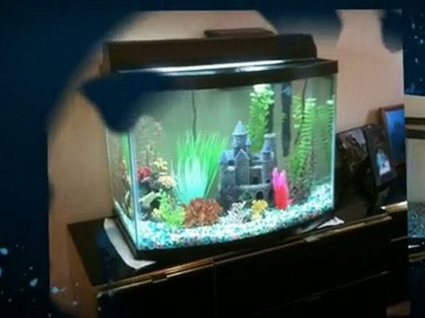 Malibu Aquarium Service and Maintenance