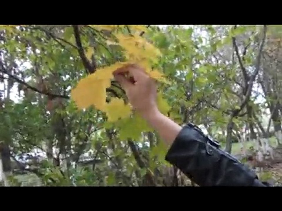 autumn