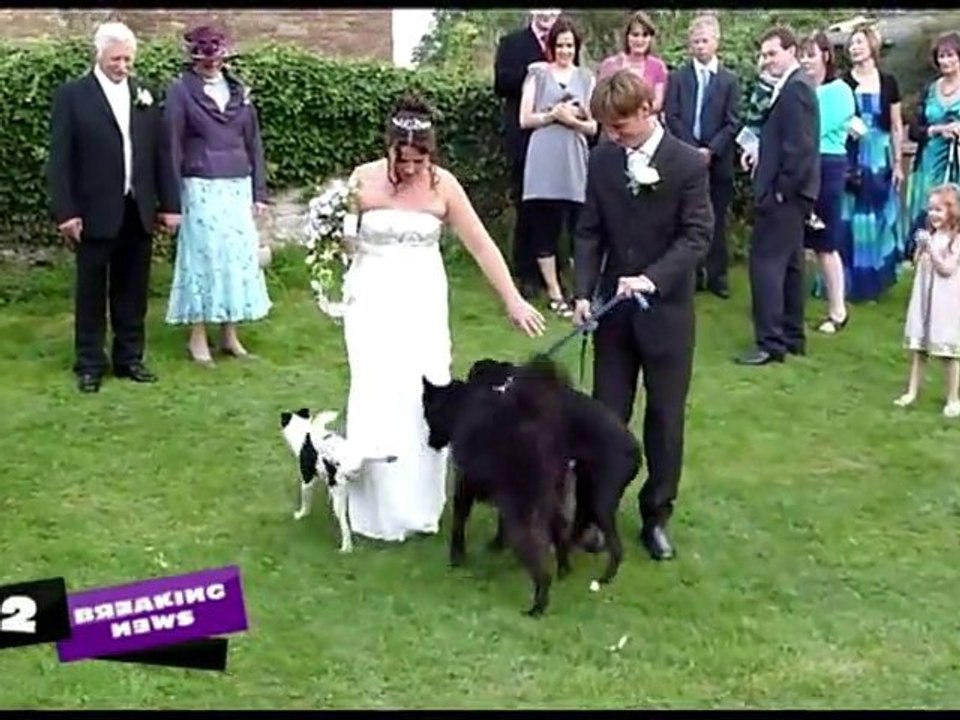 Un chien urine sur la mariée !