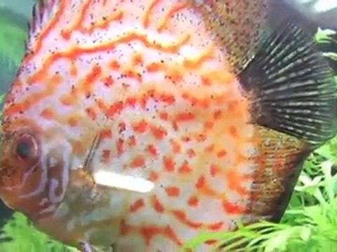 Aquariums Auburn Auburn Aquarium & Pet Centre NSW