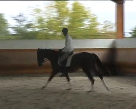 Saveur D'Arribere - Jument SF de 4ans à vendre