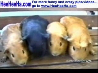 Americas Funniest Home Videos Funny Animal Compilation  1