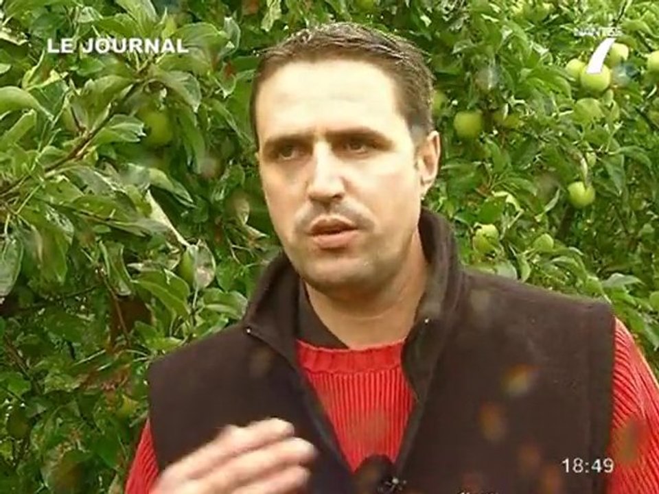 Récolte des pommes: Le Bilan en Loire Atlantique