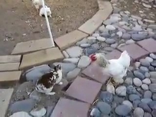 155 tavuk imdat www.atesclup.com