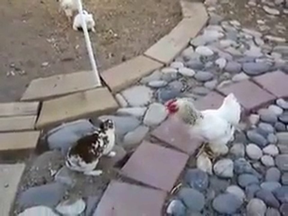 155 tavuk imdat www.atesclup.com