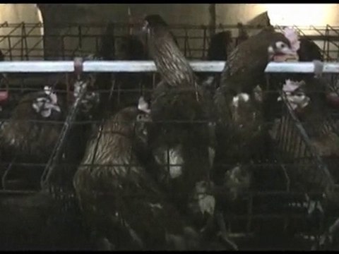 Ces animaux que tu manges Part.3-Les oeufs que tu manges