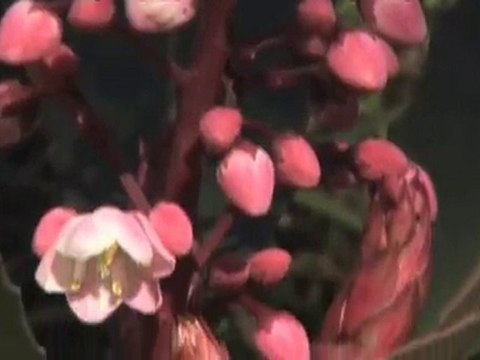 Nurseries Ridgeway Plants of Tasmania Nursery TAS