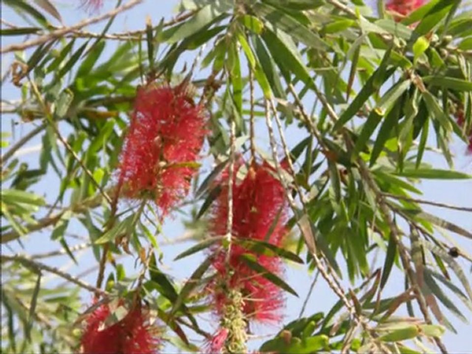 Hamdi Bilgin-Çileli Başım