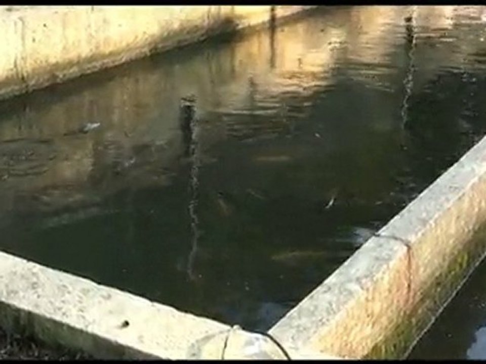 Ces animaux que tu manges Part.4- Les Poissons que tu manges