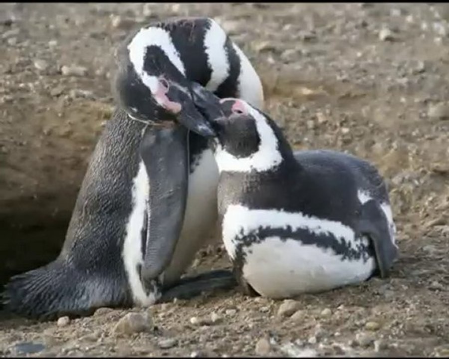 Los pinguinos dans le détroit de Magellan